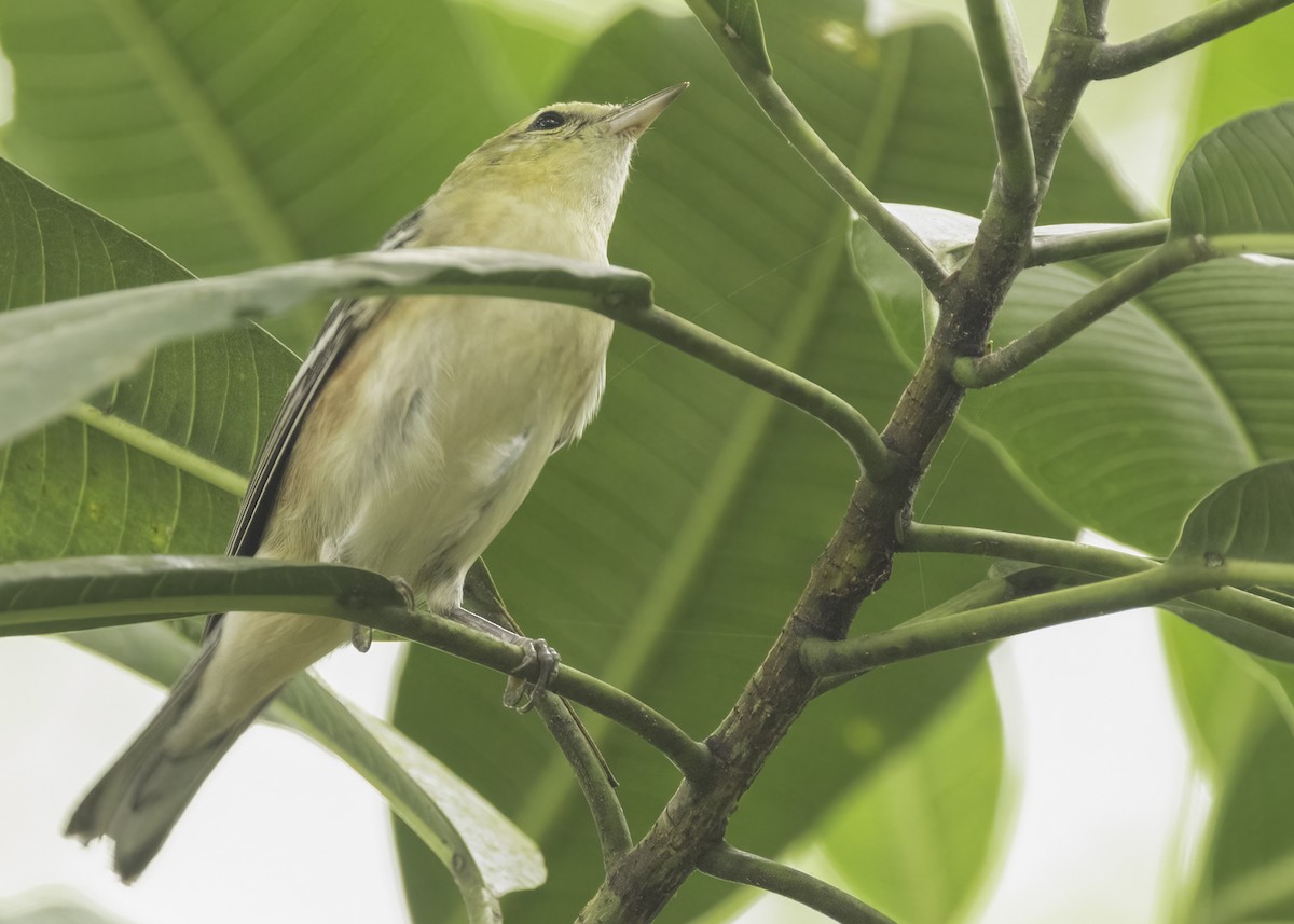 クリイロアメリカムシクイ - ML647266590