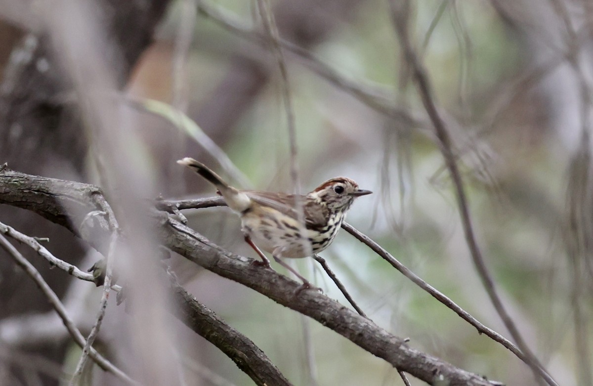 タテフムシクイ - ML647266592