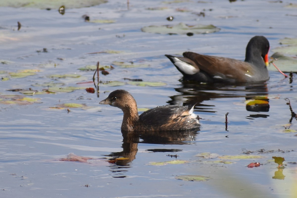 オビハシカイツブリ - ML647266594