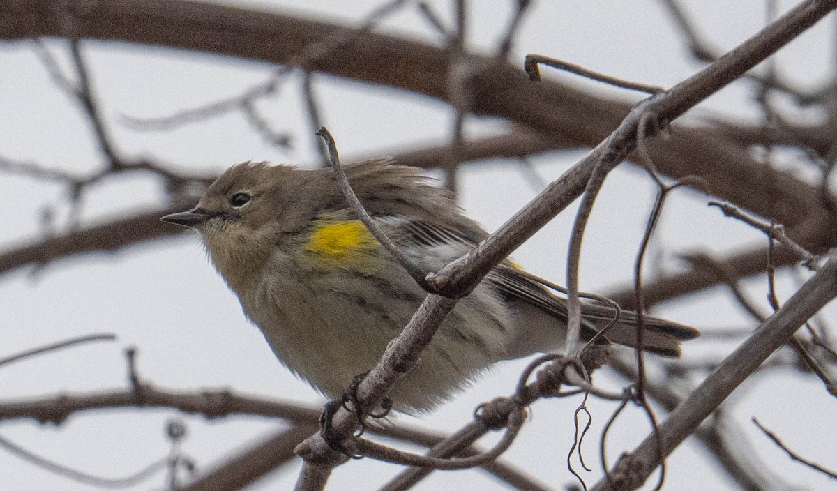 キヅタアメリカムシクイ - ML647266596