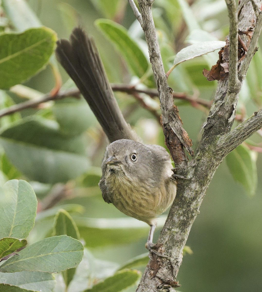 ミソサザイモドキ - ML647266599