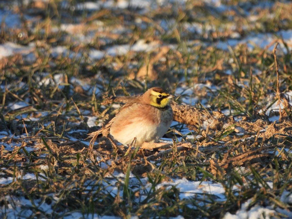 ハマヒバリ - ML647266601