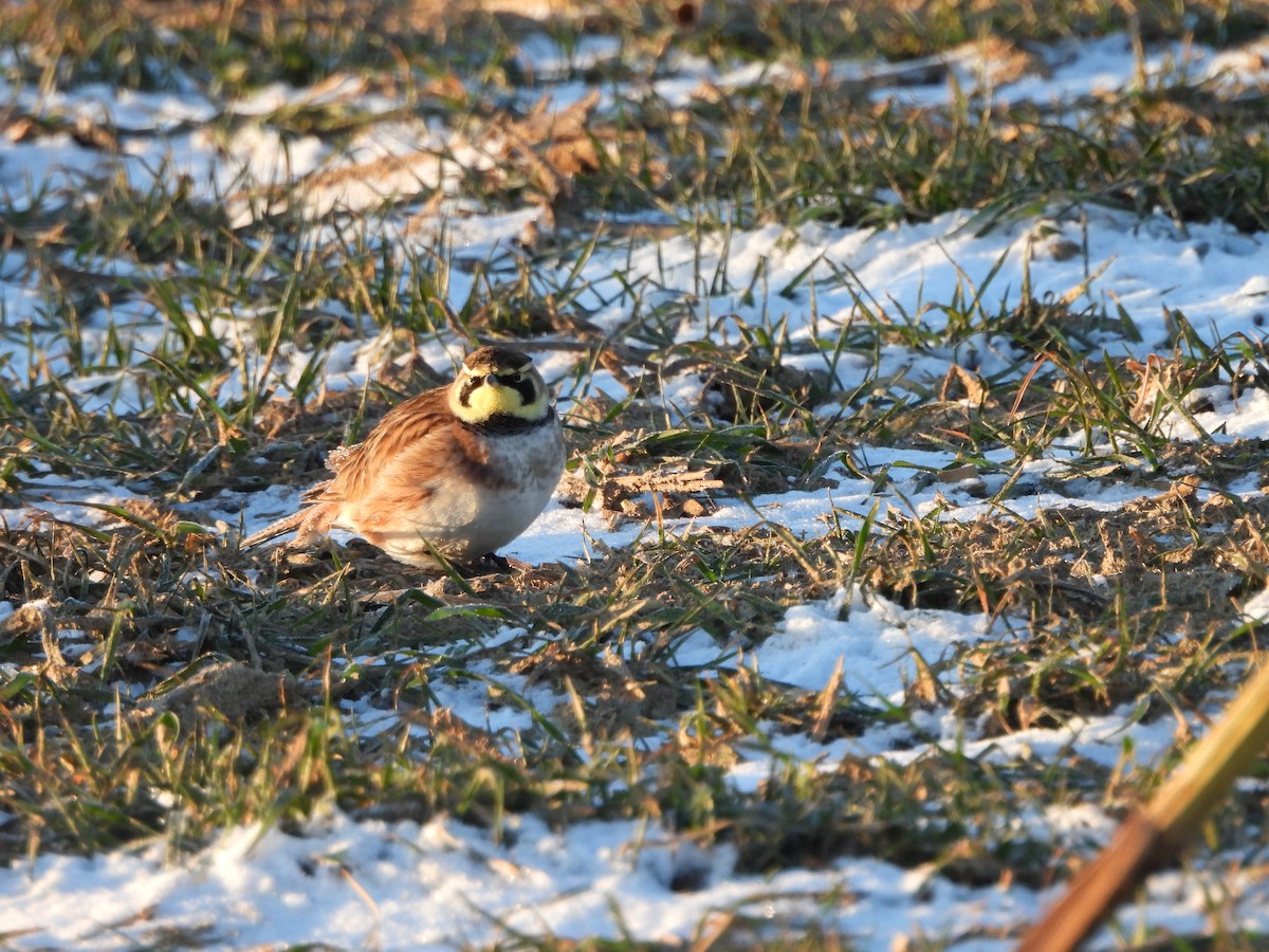 ハマヒバリ - ML647266602