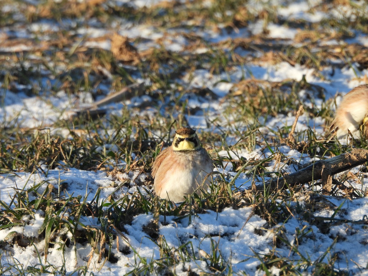 ハマヒバリ - ML647266603