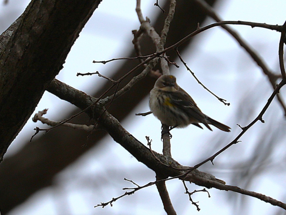 ショウジョウコウカンチョウ - ML647266605