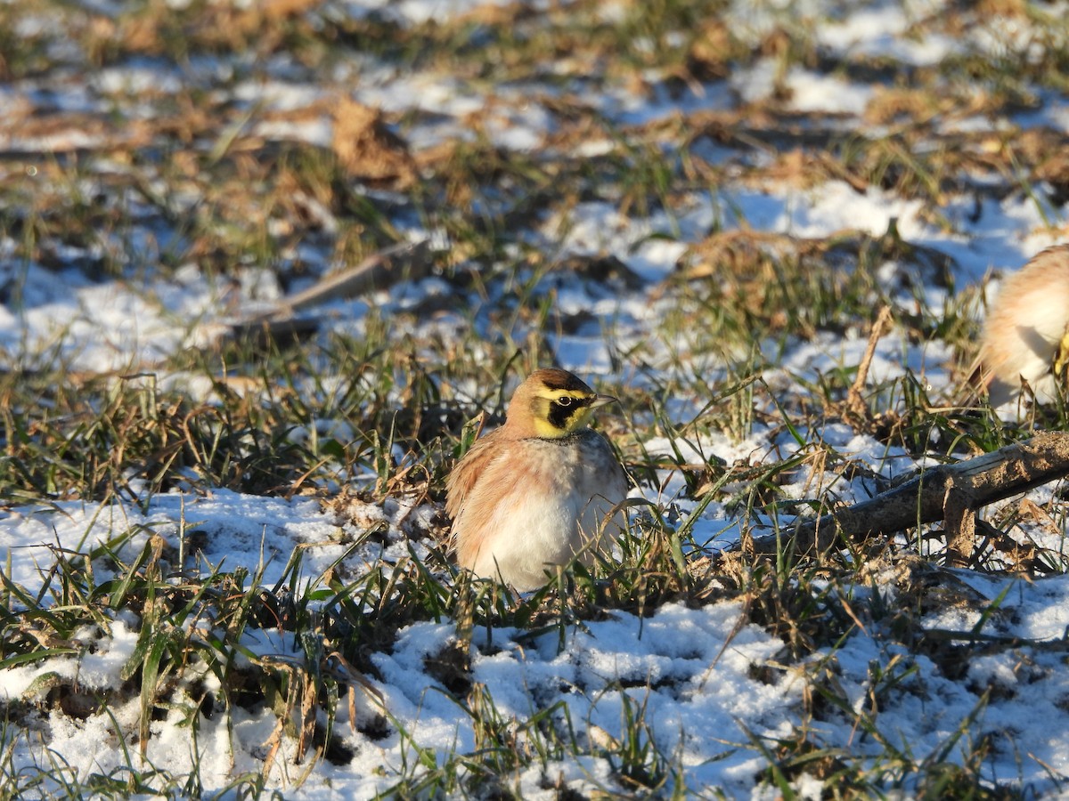 ハマヒバリ - ML647266606