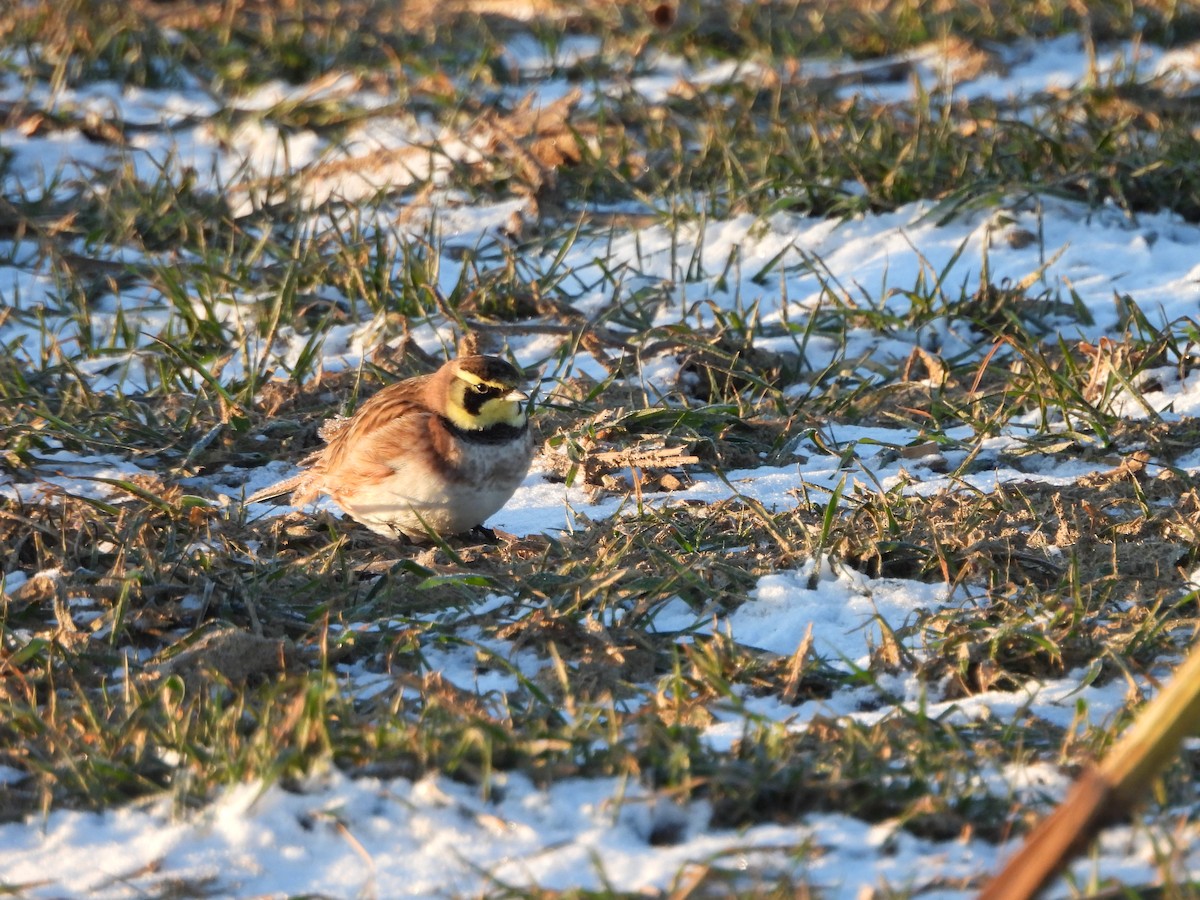 ハマヒバリ - ML647266607