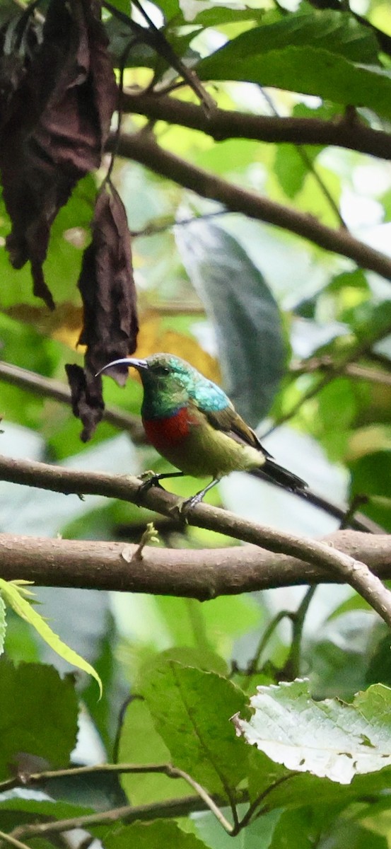 Forest Double-collared Sunbird - ML647266609