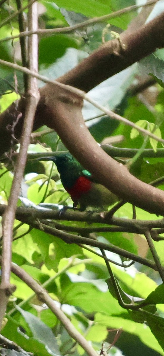 Forest Double-collared Sunbird - ML647266610