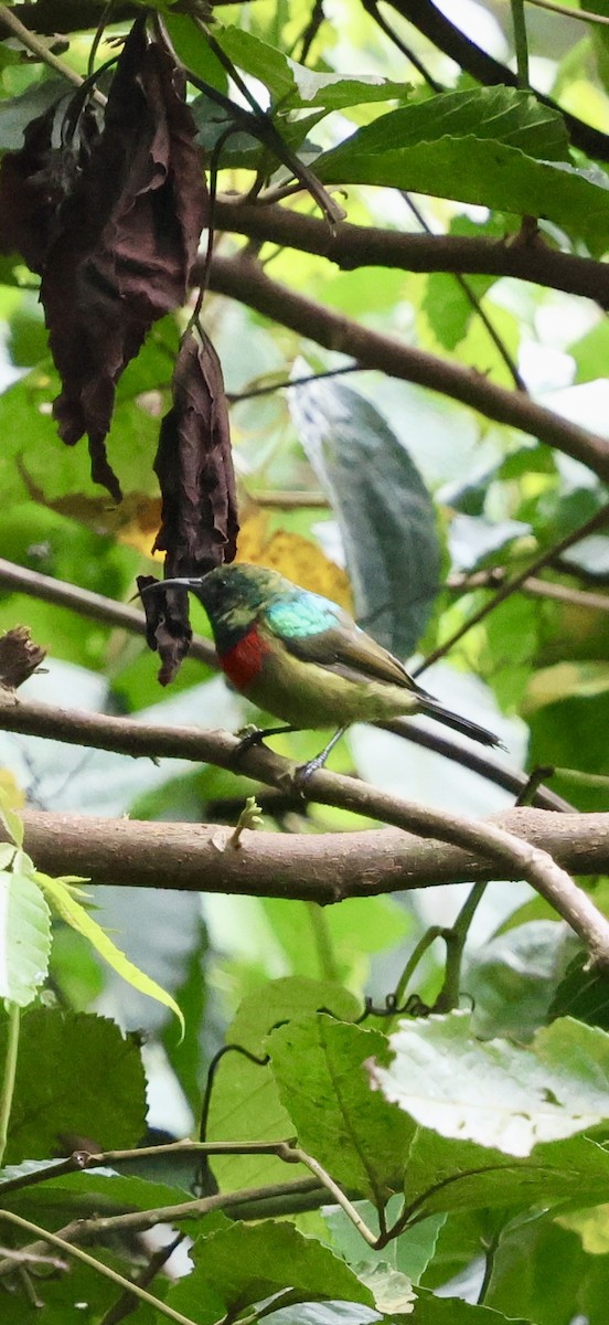 Forest Double-collared Sunbird - ML647266611