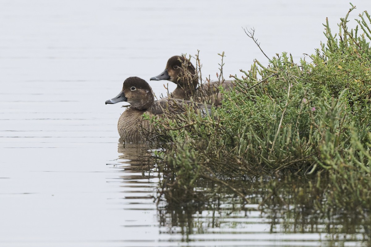 Redhead - ML647266613