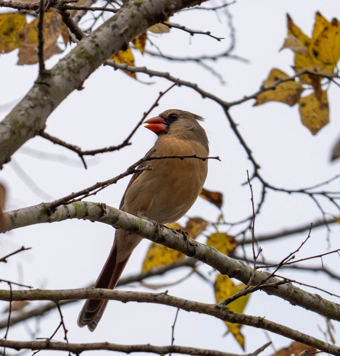 Cardinal rouge - ML647266614