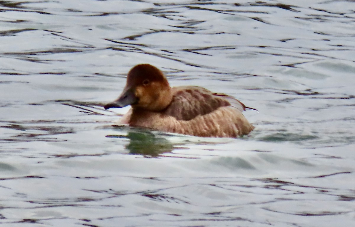 Redhead - ML647266643