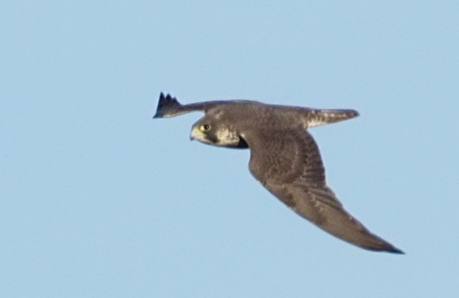 Peregrine Falcon - ML647266647