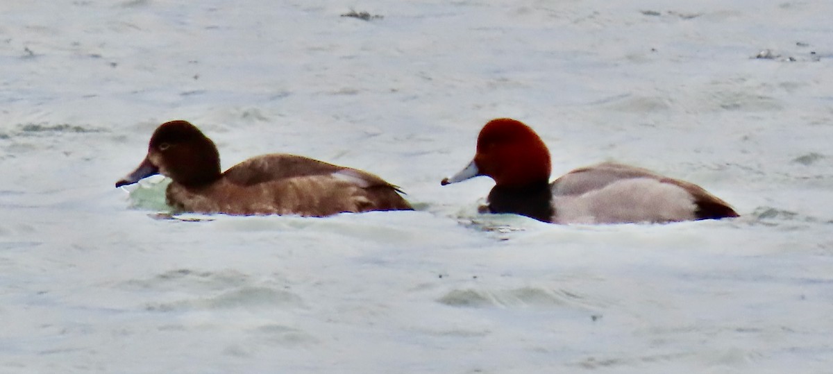 Redhead - ML647266651