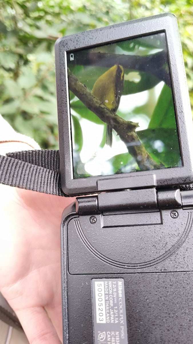 Yellow-bellied Fairy-Fantail - ML647266652