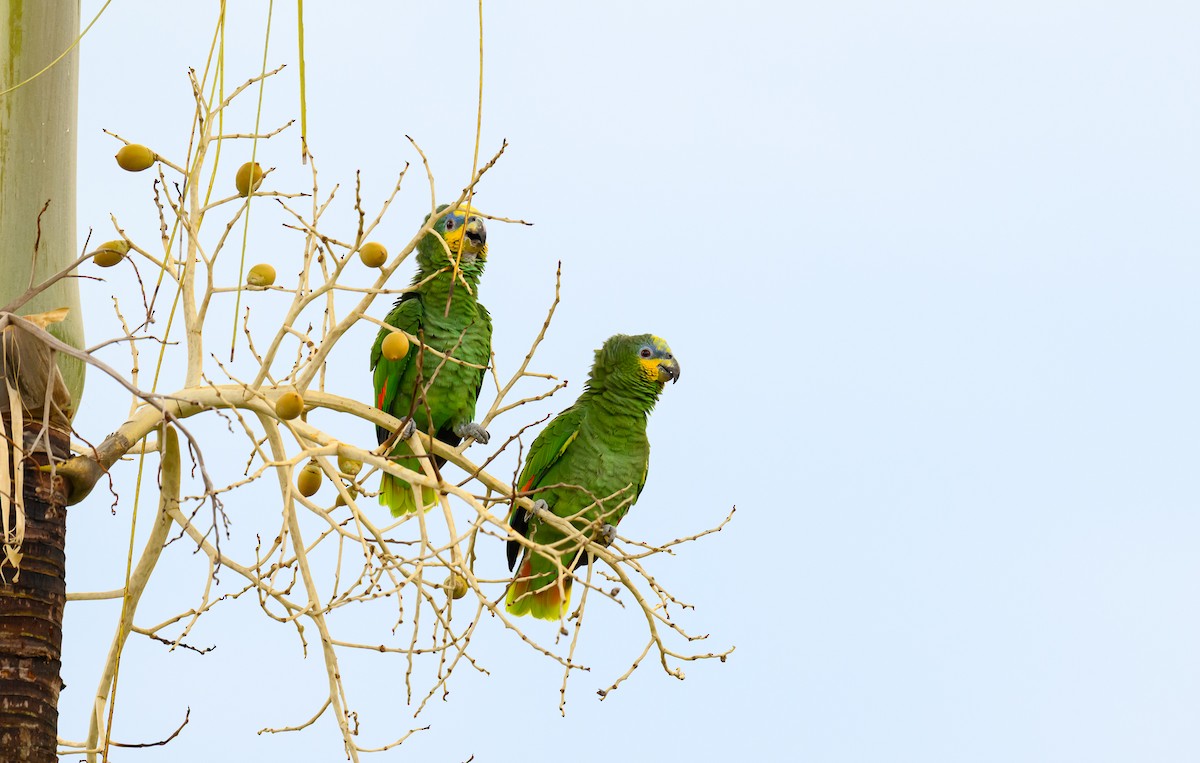 Orange-winged Amazon - ML647266659