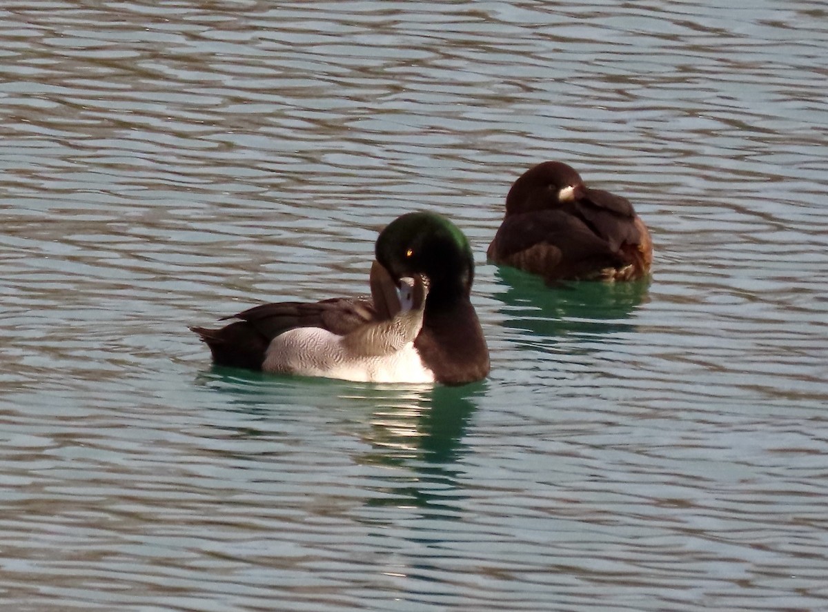 Морская чернеть - ML647266668