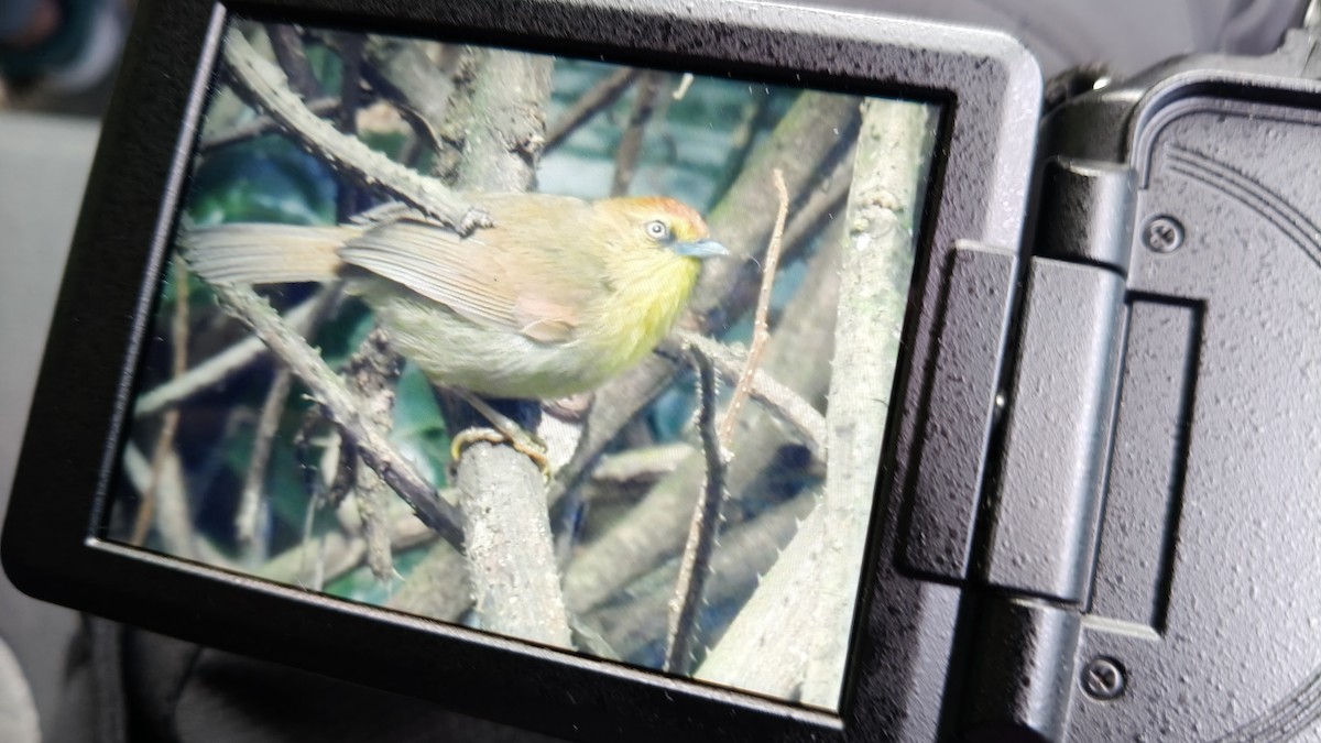 Pin-striped Tit-Babbler - ML647266669