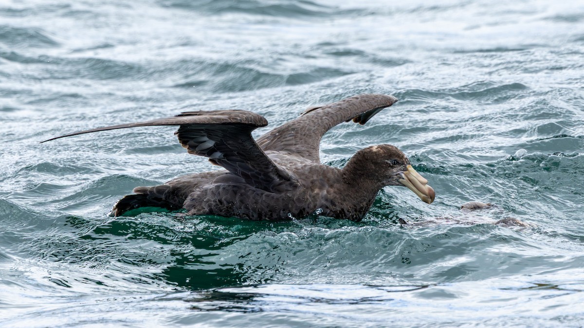 Northern Giant-Petrel - ML647266675