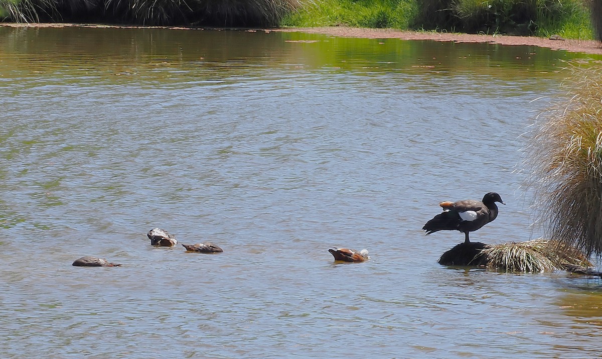 Tarro Maorí - ML647266677