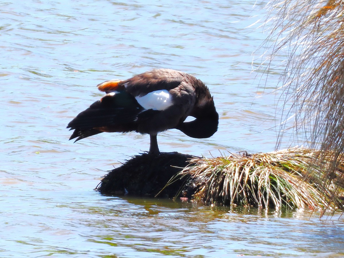 Tarro Maorí - ML647266678