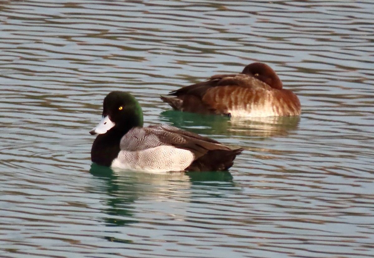 Морская чернеть - ML647266686