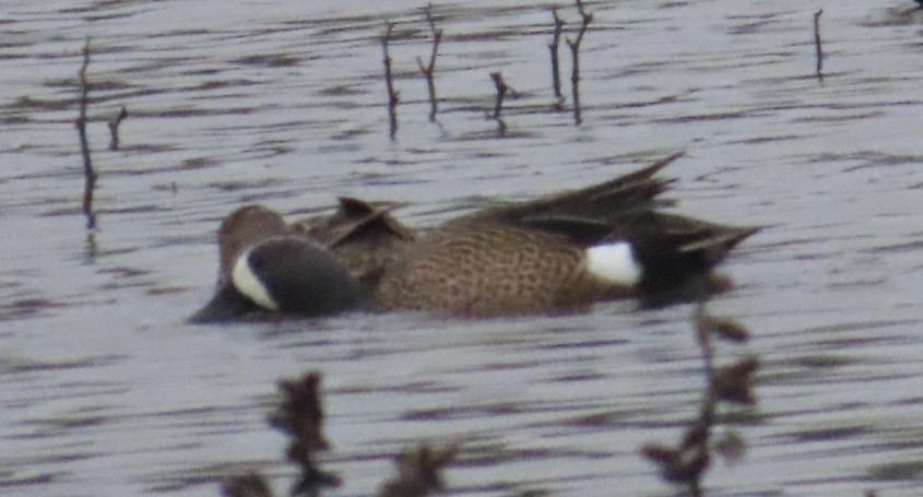 Blue-winged Teal - ML647266687