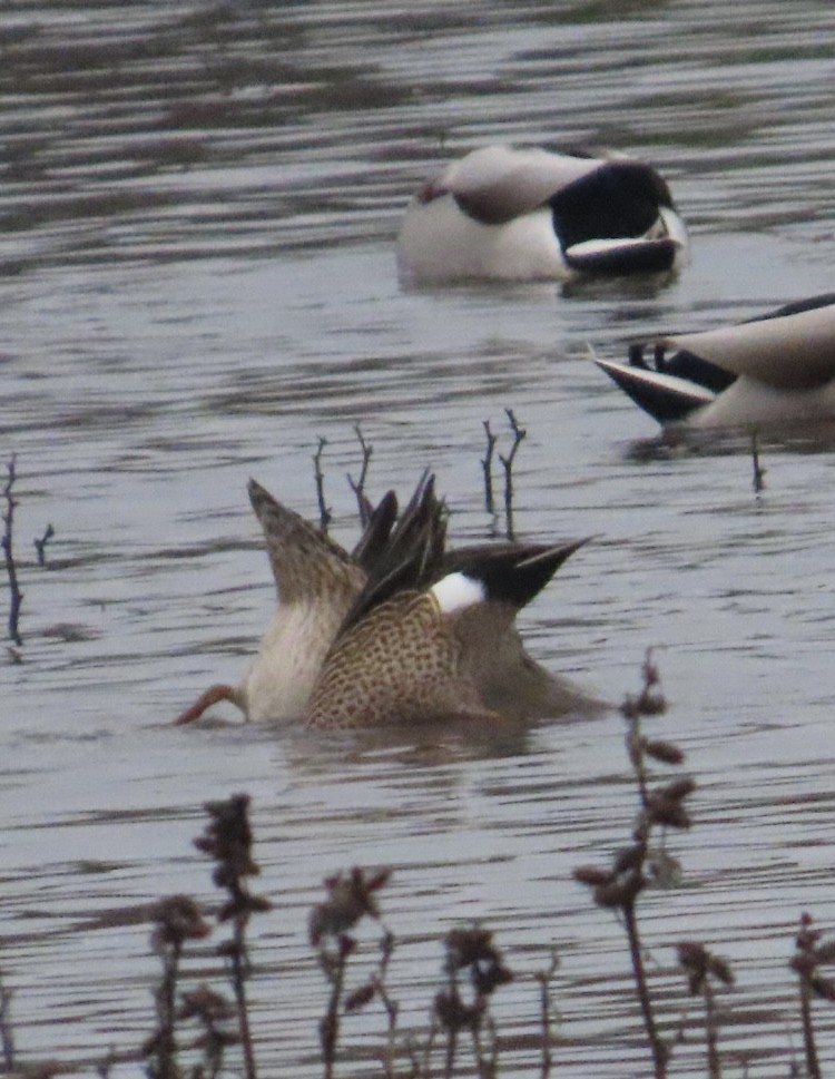 Blue-winged Teal - ML647266688