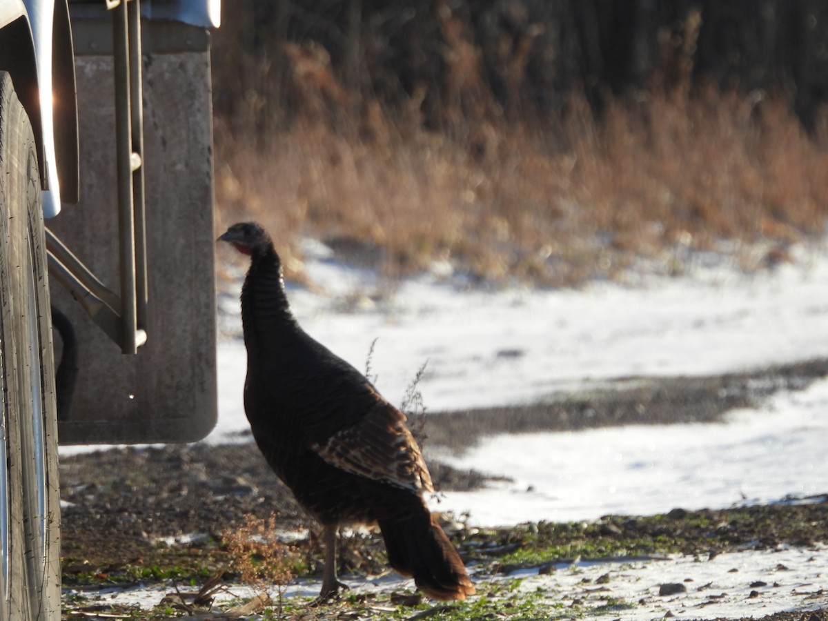 Індик великий - ML647266691