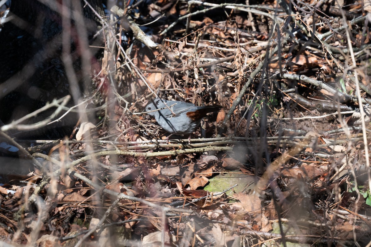 Gray Catbird - ML647266692