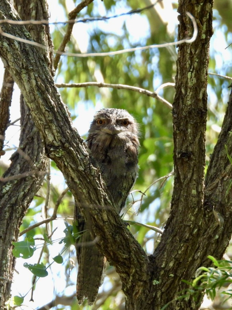 Tawny Frogmouth - ML647266693
