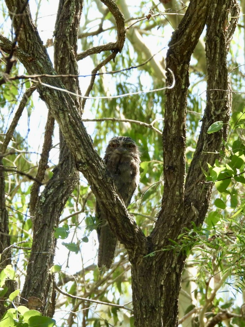 Tawny Frogmouth - ML647266694