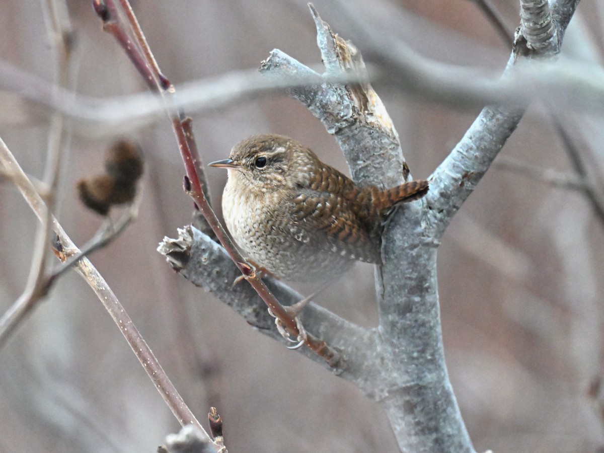 Winter Wren - ML647266695