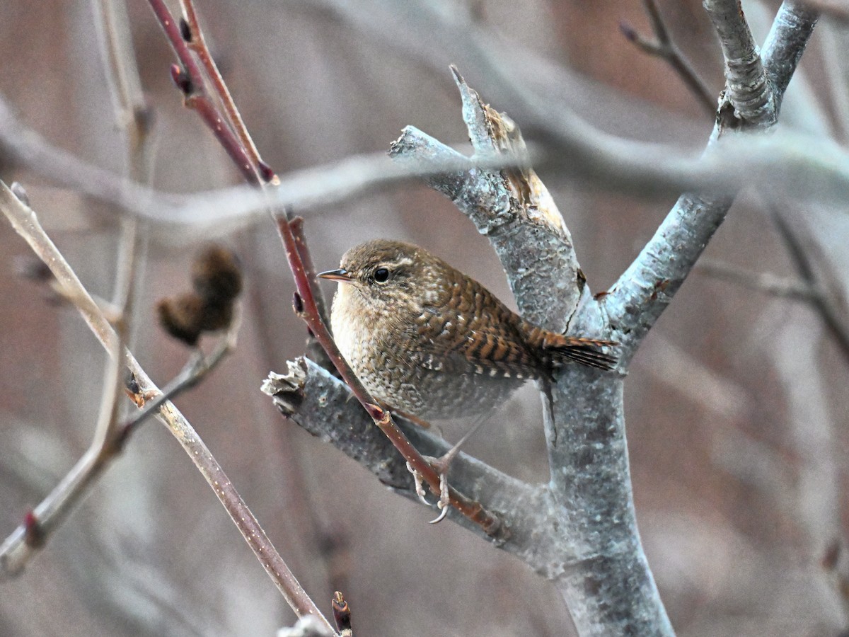 Winter Wren - ML647266696
