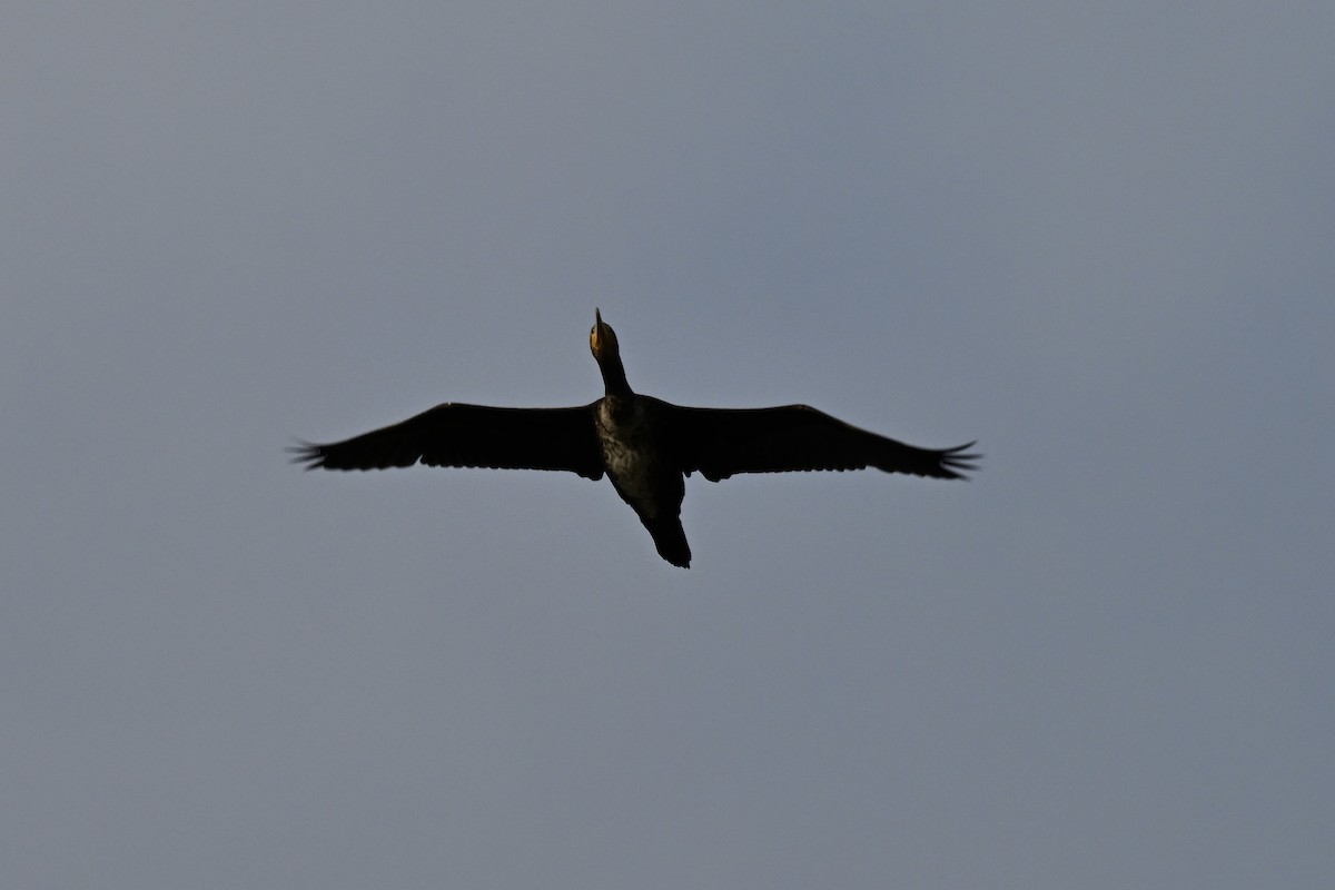 Большой баклан - ML647266698