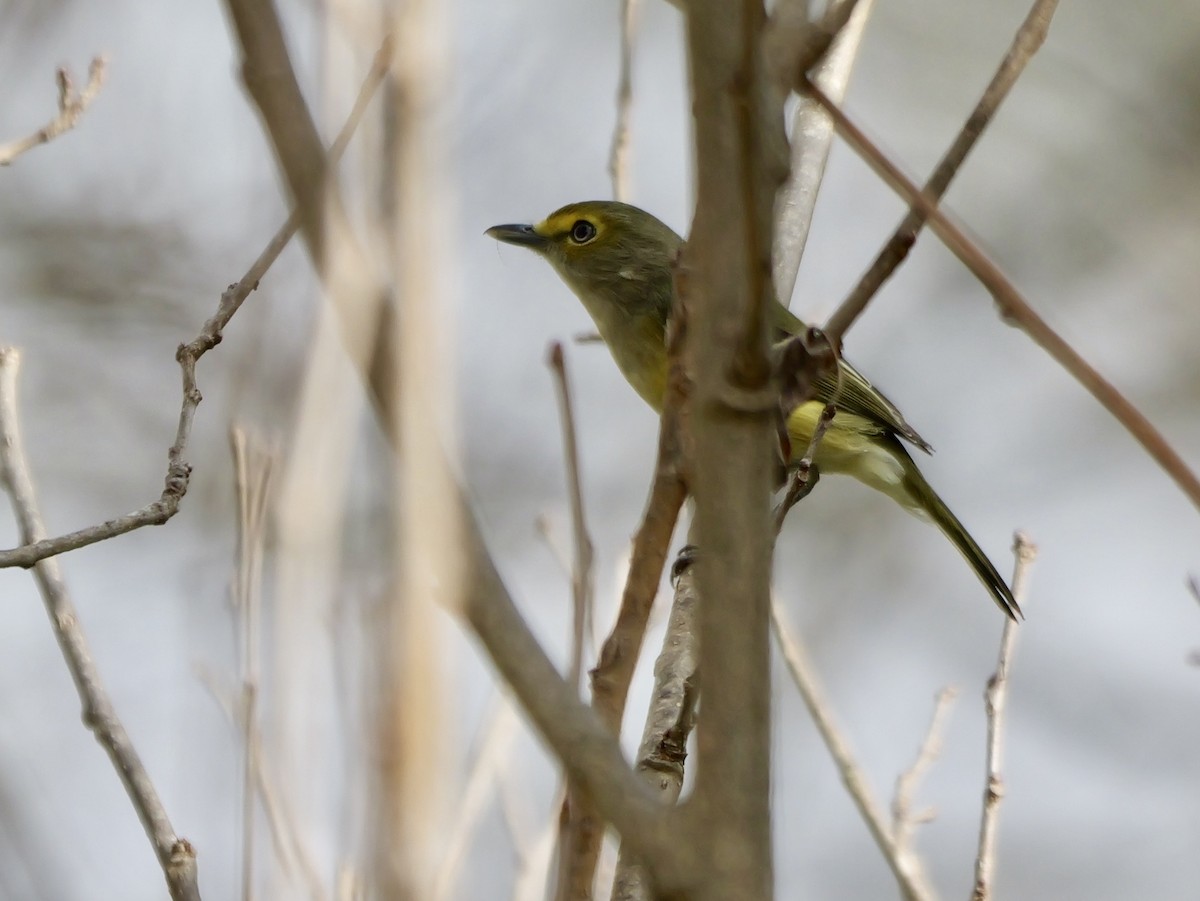 Vireo Ojiblanco - ML647266705