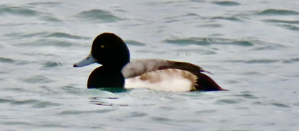 Морская чернеть - ML647266706