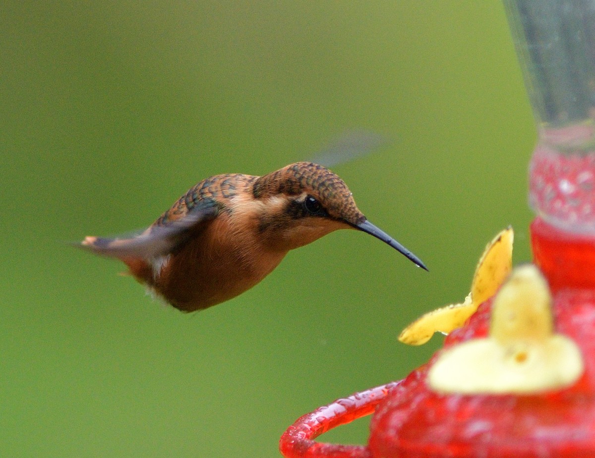 Gerdanlı Ormanyıldızı - ML647266721