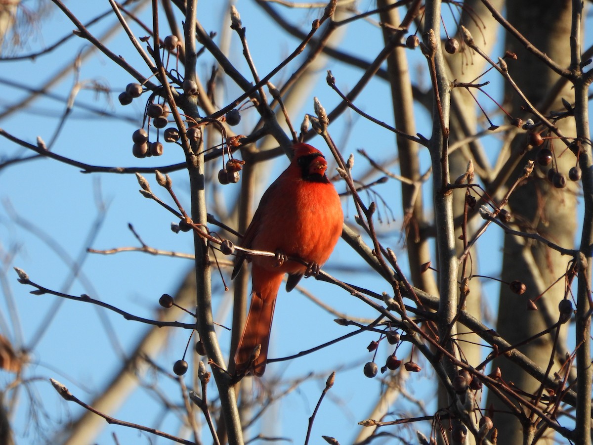 Кардинал червоний - ML647266729