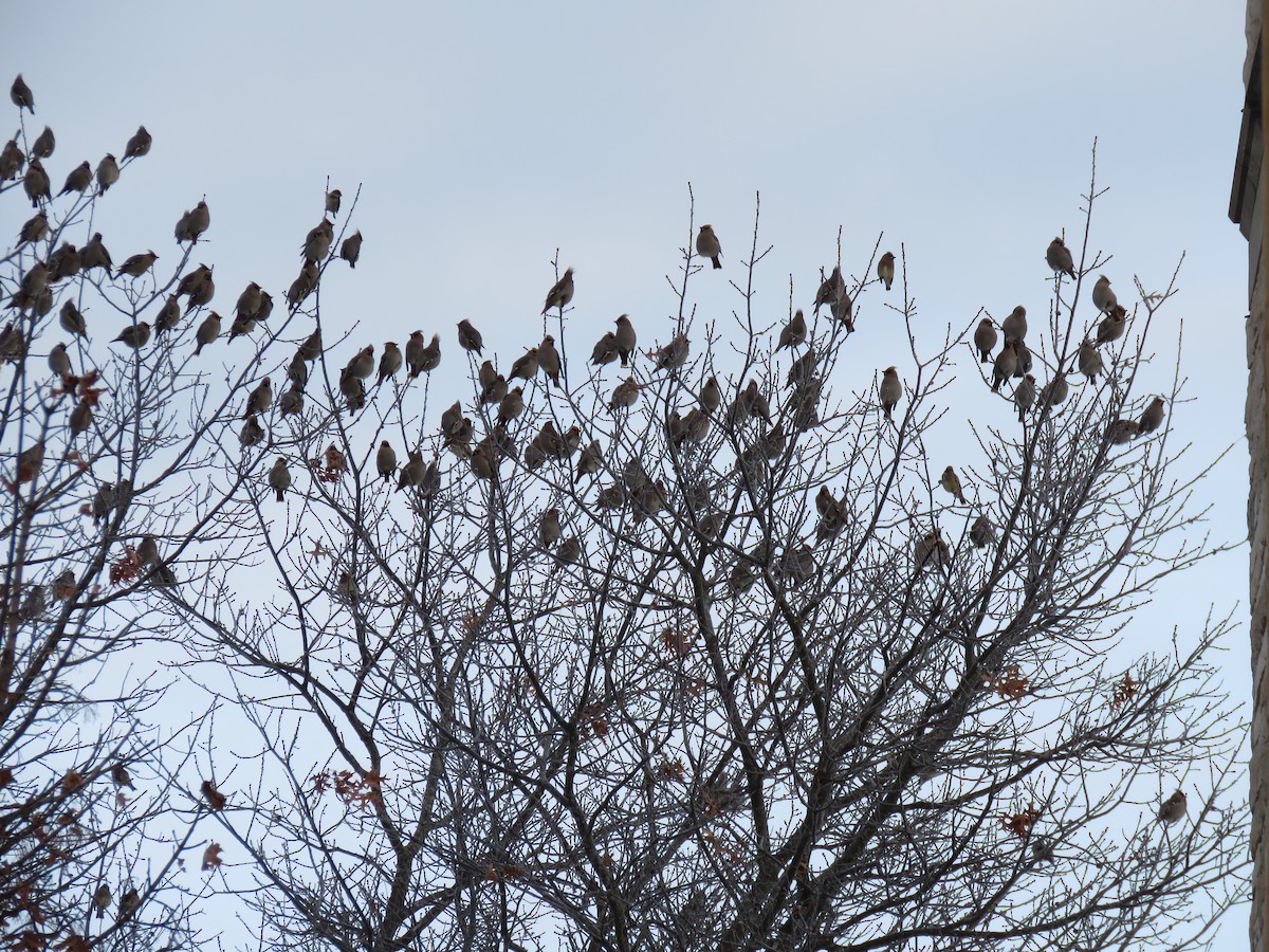 Seidenschwanz - ML647266732