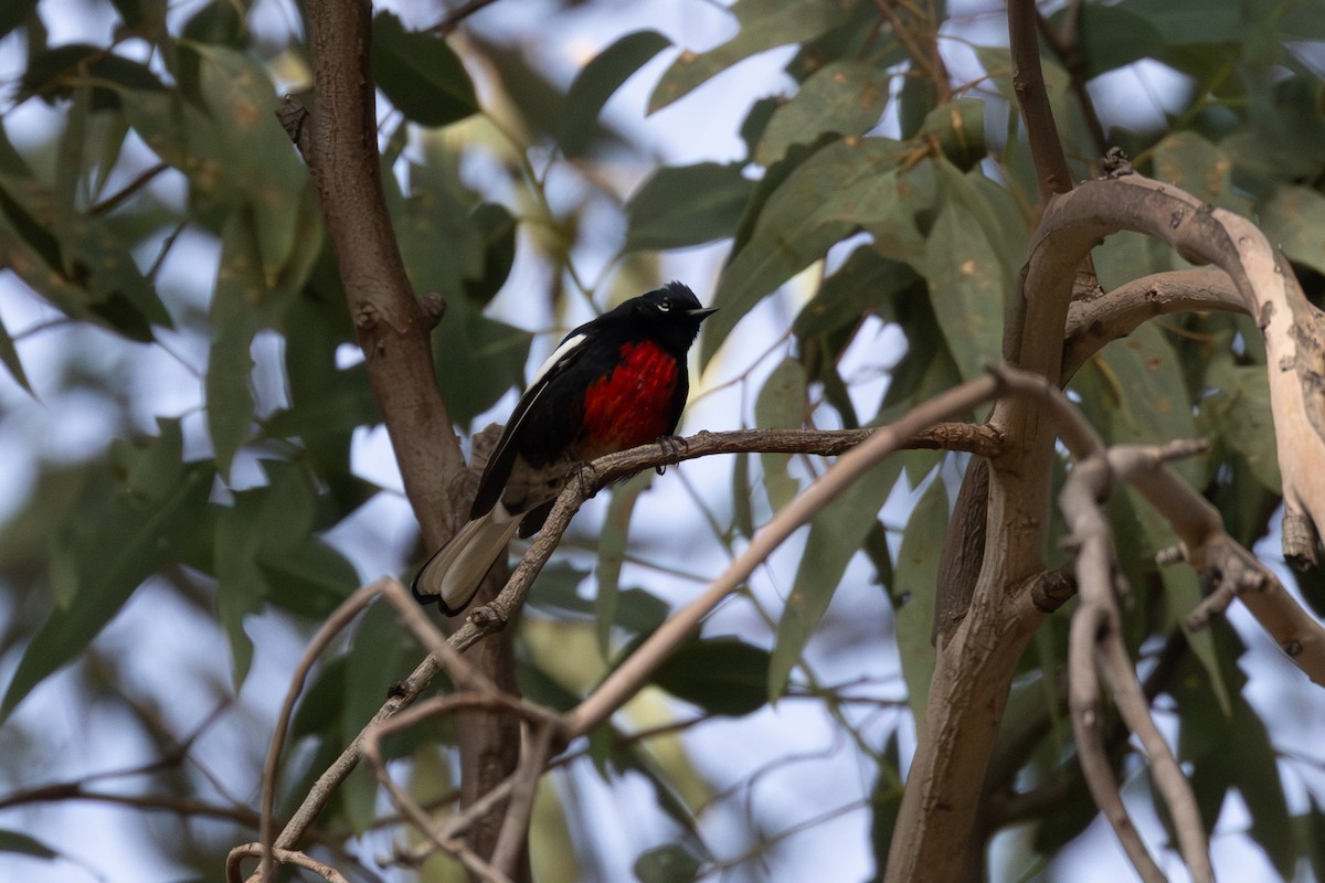 Painted Redstart - ML647266738