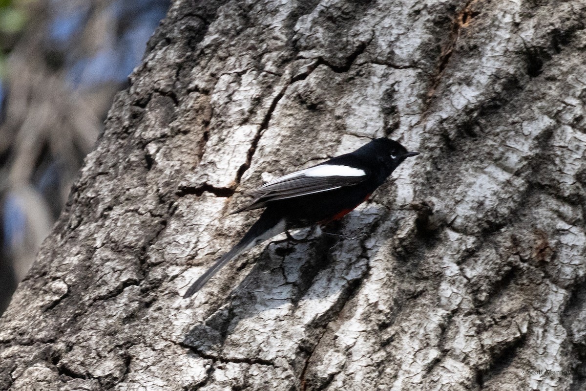 Painted Redstart - ML647266739