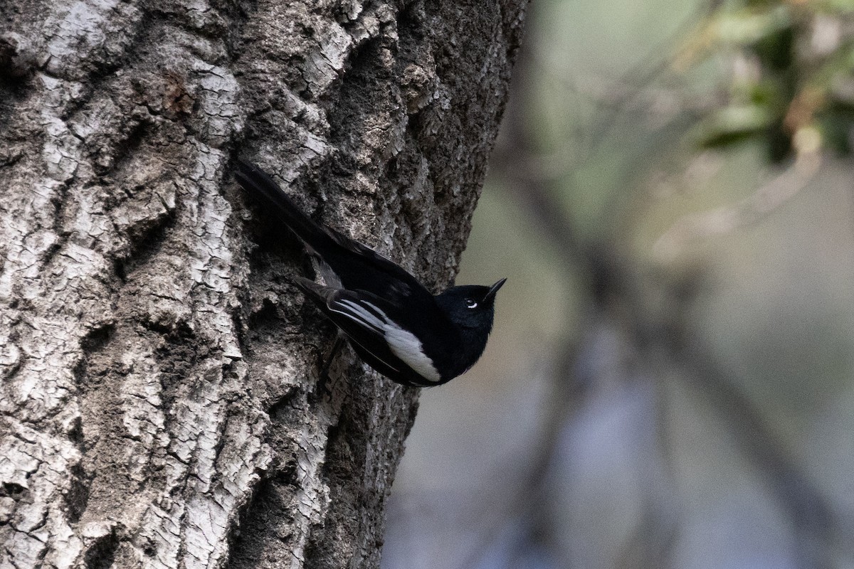 Painted Redstart - ML647266740
