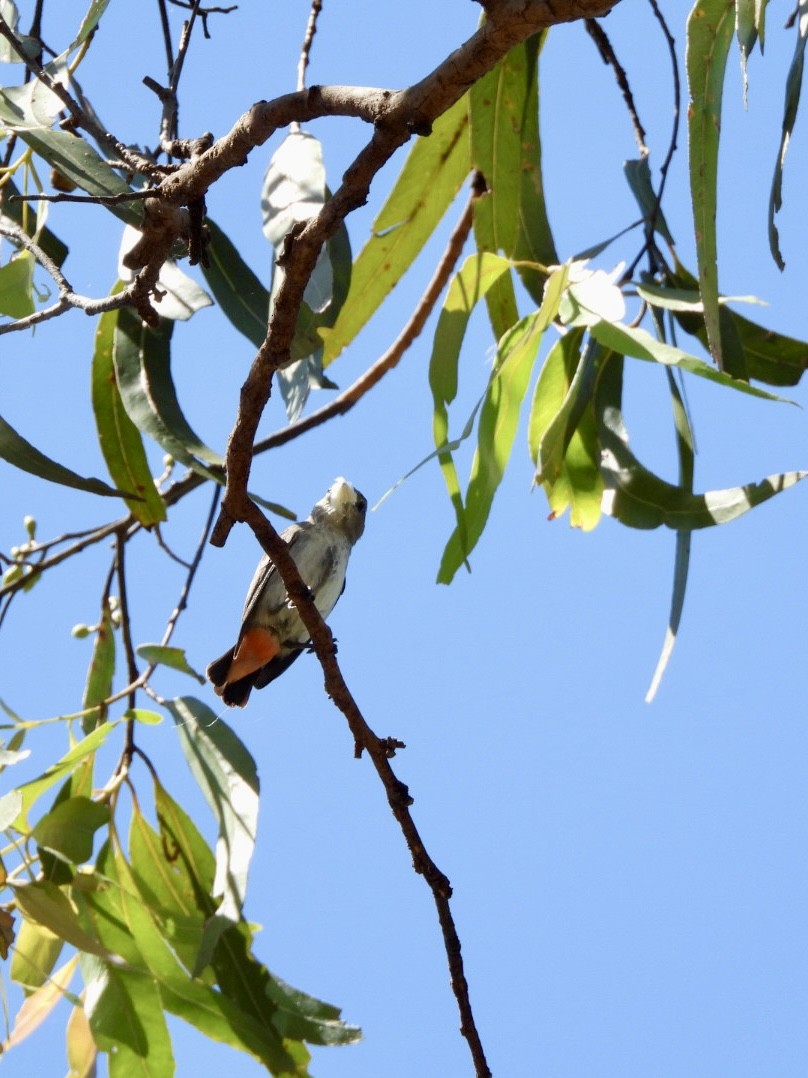 Mistletoebird - ML647266745