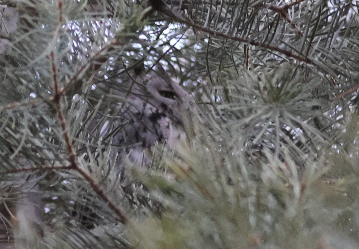 Western Screech-Owl - ML647266748