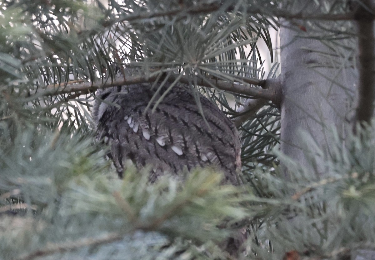 Western Screech-Owl - ML647266749