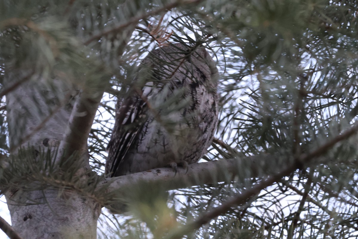 Western Screech-Owl - ML647266750