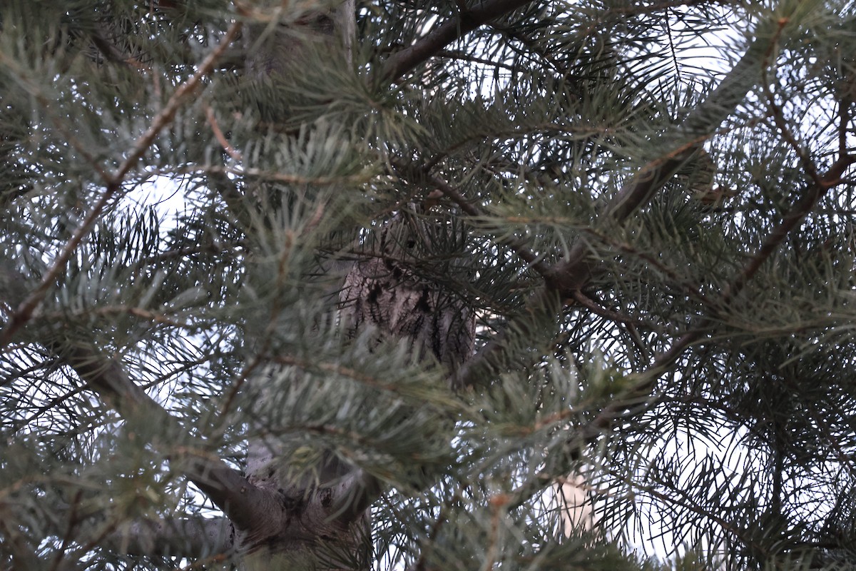 Western Screech-Owl - ML647266751