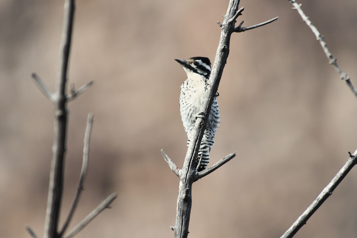 strakapoud proužkohřbetý - ML647266756